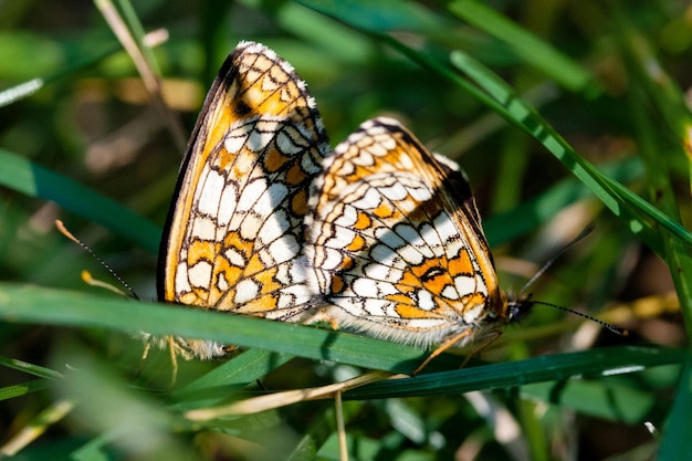 Foto van twee vlinders in het groene gras Natuurlijke achtergrond