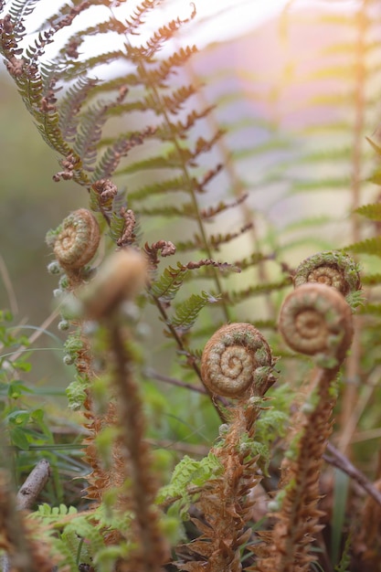 Foto van varenplant in spiraal voordat hij zich verspreidt, laat de natuurachtergrond achter met ruimte voor kopiëren