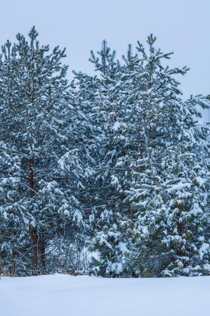 Foto van veel winterbomen in de buurt van een besneeuwd veld