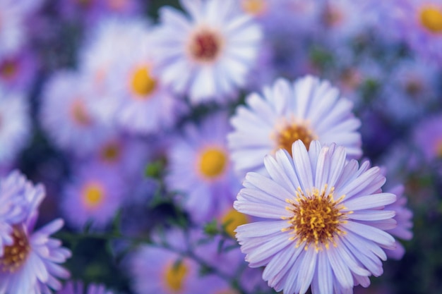 Foto van violette chamomiles op groene bladerenachtergrond