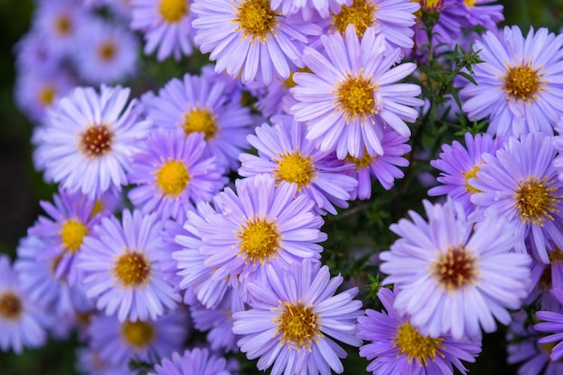 Foto van violette chamomiles op groene bladerenachtergrond