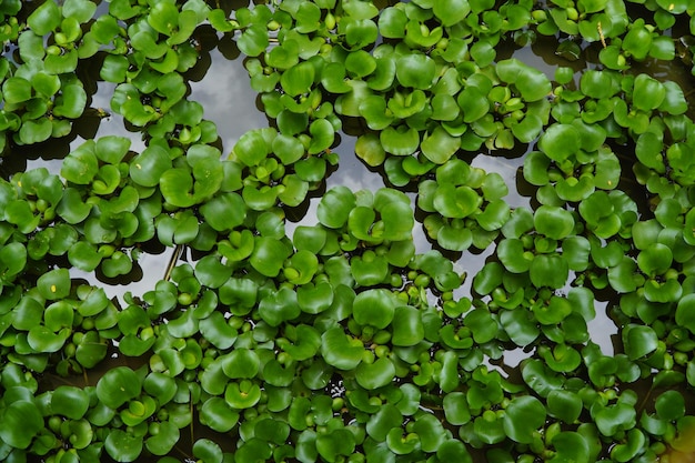 Foto van waterhyacint plant in de natuur