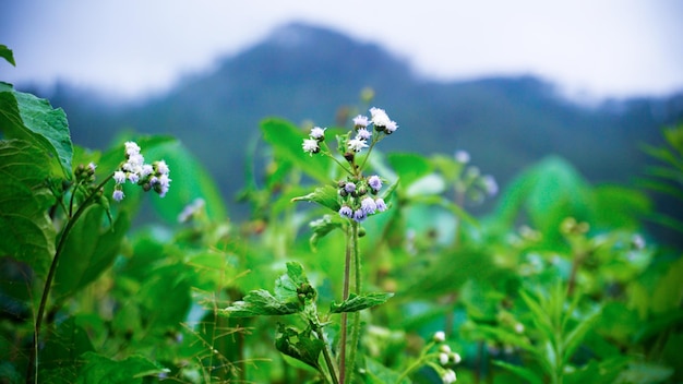 Foto van wilde bloemen die in het bos groeien