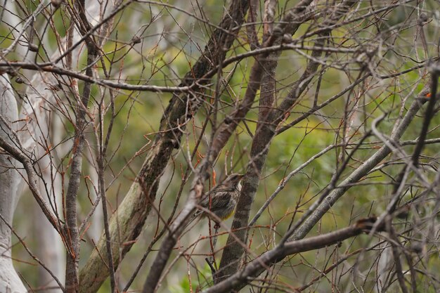 foto van wilde vogels in de blauwe bergen