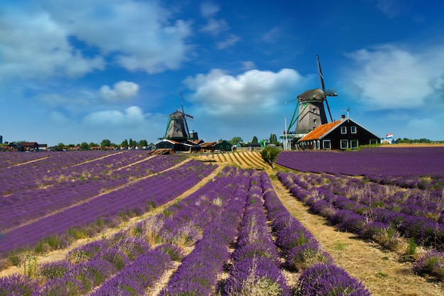 Foto van windmolen in Holland met blauwe hemel