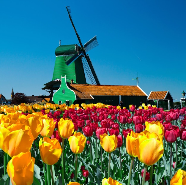 Foto van windmolen in nederland met blauwe lucht