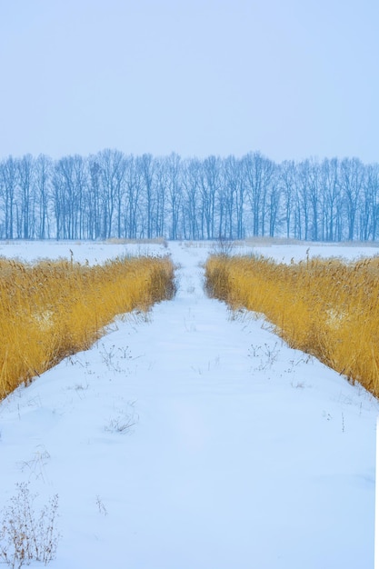 Foto van winterbomen in de buurt van besneeuwd veld met riet