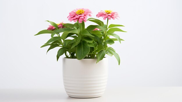 Foto van Zinnia in minimalistische pot als kamerplant voor huisdecoratie geïsoleerd op witte achtergrond