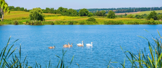 Foto van zwanen op het prachtige blauwe meer