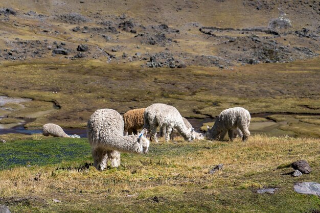 Fotoboek van alpaca's in de bergen van cusco