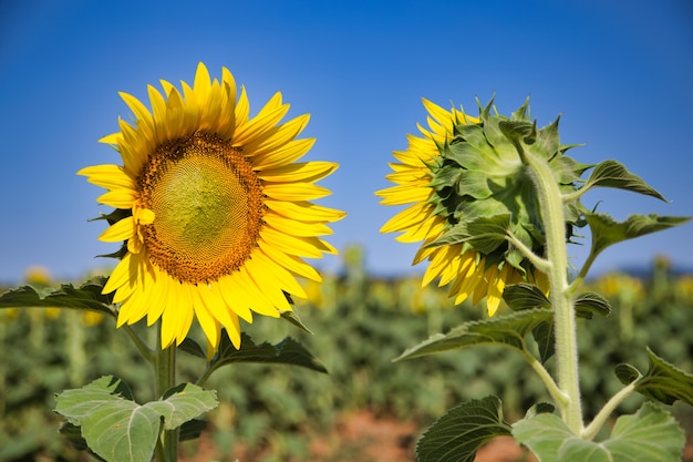 Fotodetail van zonnebloem in een veld