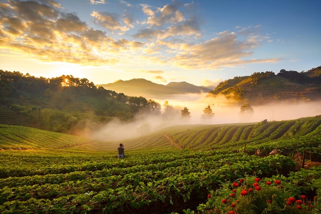 Fotografen fotografeerden mistige ochtendzonsopgang in de aardbeientuin op de berg Doi angkhang