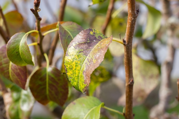 Fotografia macro de una hoja seca a punto de caerse