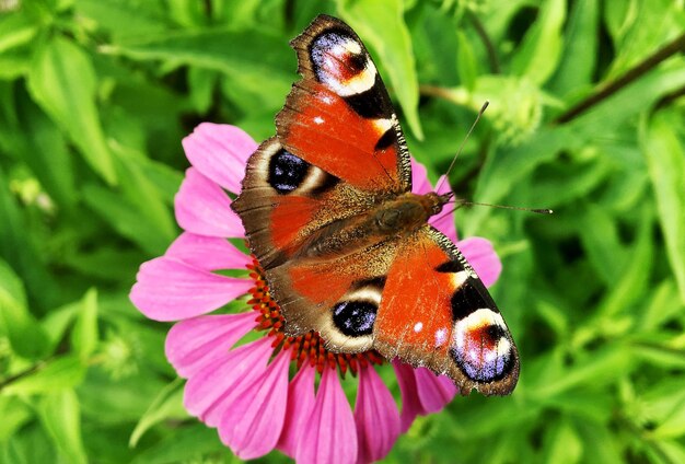 Fotografie naar thema prachtige zwarte vlinder Monarch