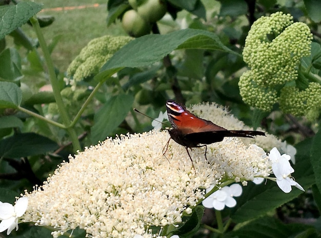 Fotografie naar thema prachtige zwarte vlinder Monarch