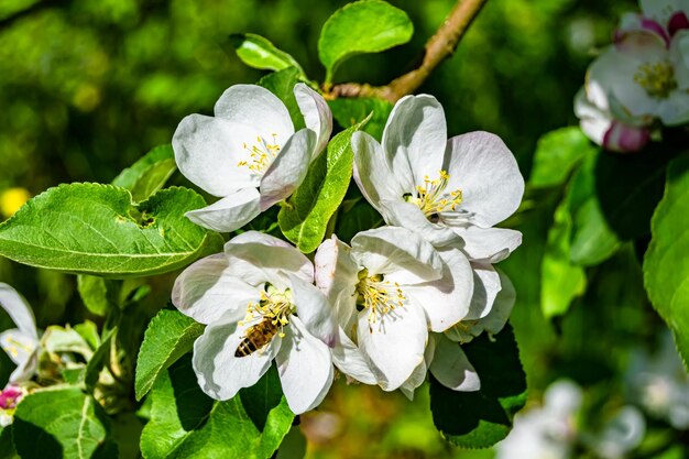 Fotografie op het thema mooie vrucht tak appelboom met natuurlijke bladeren onder schone lucht