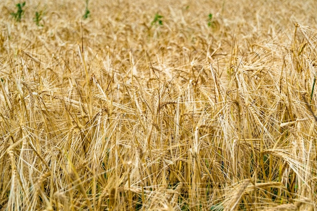 Fotografie op thema groot tarweboerderijveld voor biologische oogstfoto bestaande uit groot tarweboerderijveld voor oogst op hemelachtergrond tarweboerderijveld voor oogst dit natuurlijke herfstseizoen