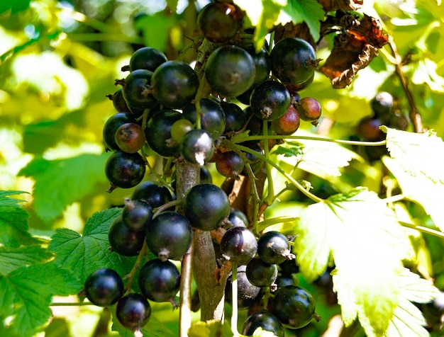 Fotografie op thema mooie bush berry zwarte bes met natuurlijk blad onder de hemel foto bestaande uit bush berry zwarte bes buiten op het platteland bush berry zwarte bes in grote natuur boerderij tuin