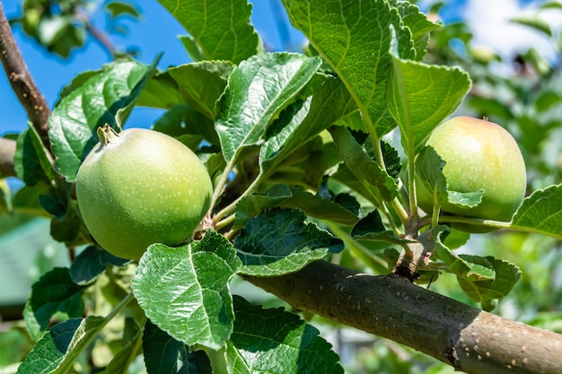 Fotografie op thema mooie fruittak appelboom met natuurlijke bladeren onder schone lucht foto bestaande uit fruittak appelboom buiten op het platteland bloemen fruittak appelboom in grote tuin