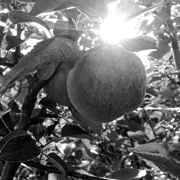 Fotografie op thema mooie fruittak appelboom
