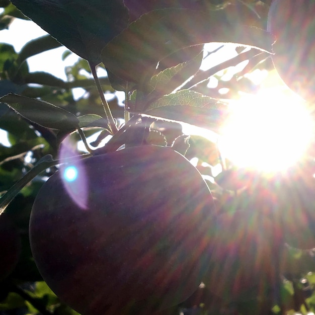 Foto fotografie op thema mooie fruittak appelboom