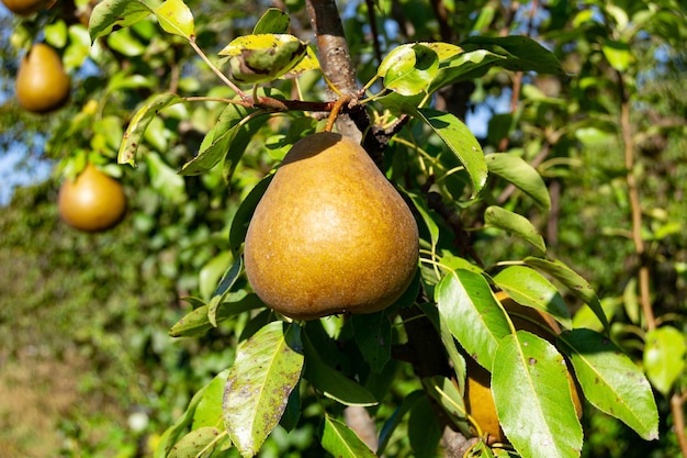 Fotografie op thema mooie fruittak perenboom