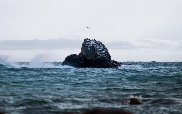 Fotografie van de rots in de zee. Vogels zittend op de enorme steen in het water. Prachtig zeegezicht, uitzicht vanaf het strand. Natuur op de Krim.