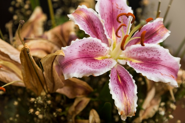Fotografie van een leliebloem die leeft temidden van gedroogde bloemen