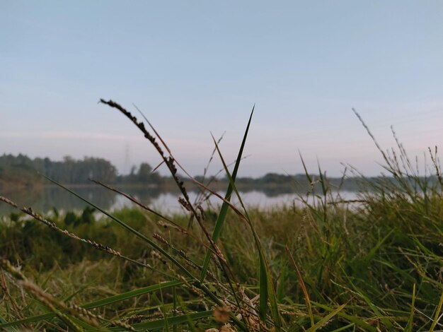 Foto fotografie van gras bij een rivier