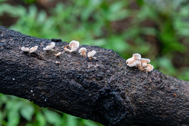 Foto fotografie van tropische biodiversiteit wilde paddestoelen mos regenwoud