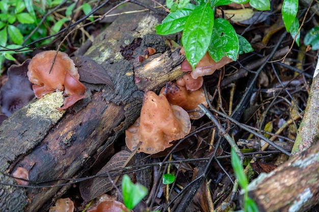 Fotografie van tropische biodiversiteit wilde paddestoelen mos regenwoud