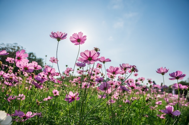 Fotokosmosbloem met achtergrondverlichting.