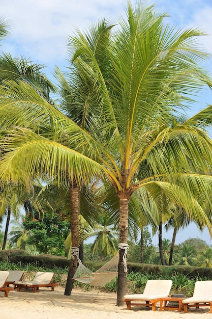 Fotolandschap van palmbomen en strand in goa