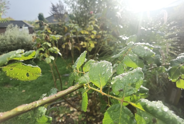 fotoshoots van de natuur in de omgeving van Hamburg