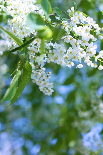 fototakken en kersenbloesems voor behang en ontwerpers