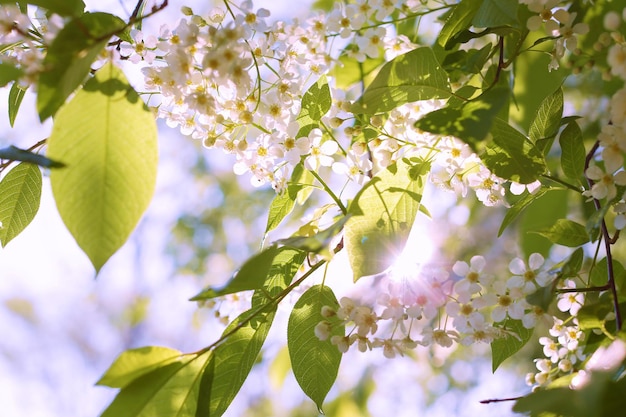 fototakken en kersenbloesems voor behang en ontwerpers