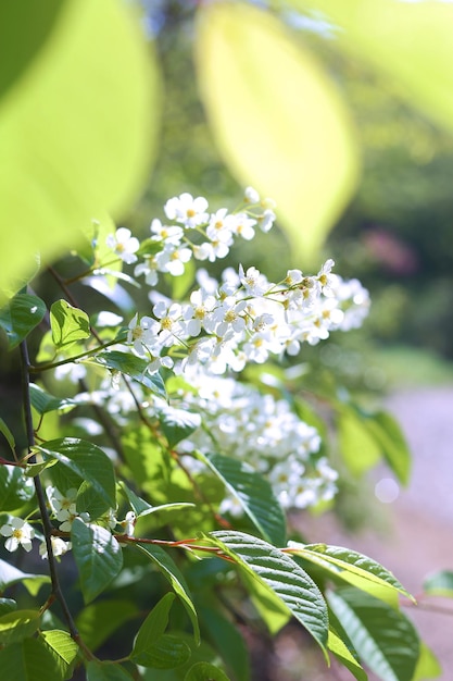 Fototakken en kersenbloesems voor behang en ontwerpers