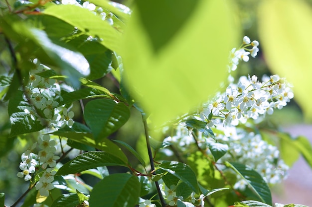 fototakken en kersenbloesems voor behang en ontwerpers