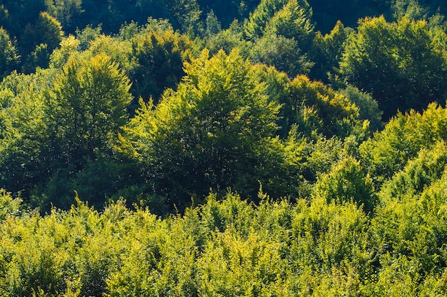 Fototextuur van groen gebladerte