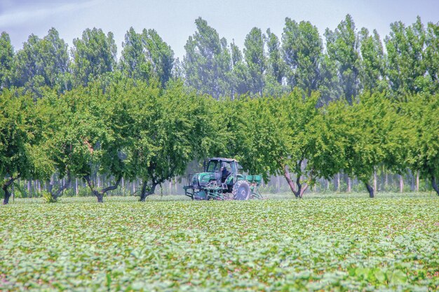 Fototrekker die chemische pesticiden sproeit met een sproeier op het grote groene landbouwveld