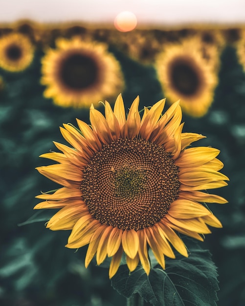 Photo found sunflower fields near denver international airport