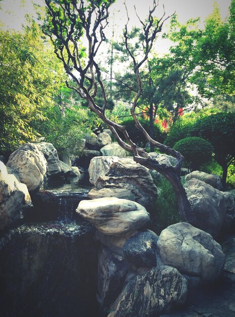 Photo fountain amidst rocks in park