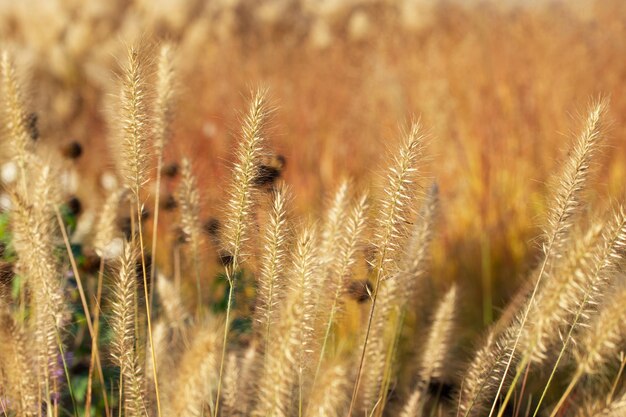 fountain grass in the garden closeup