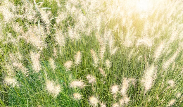Photo fountain grass or pennisetum alopecuroides fluffy flowers blurry grass flowers at a field and light colours associated with beautiful and dreamy scenes wild white mexican grass natural background