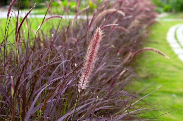 Photo fountain grass or pennisetum alopecuroides