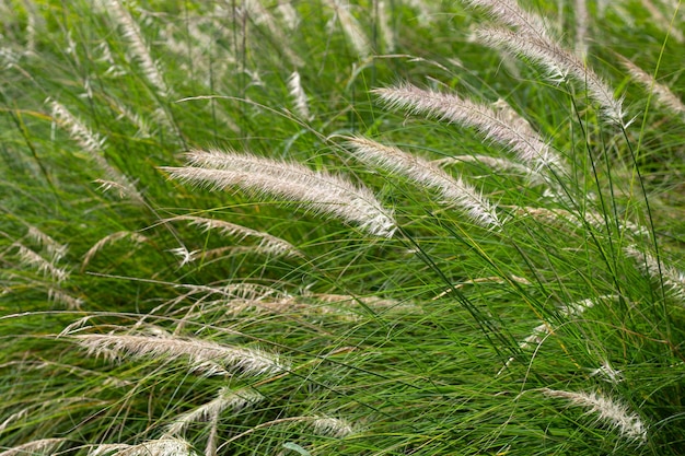 Photo fountain grass or pennisetum alopecuroides