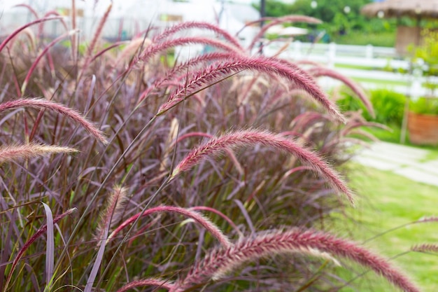 Fountain grass or pennisetum alopecuroides