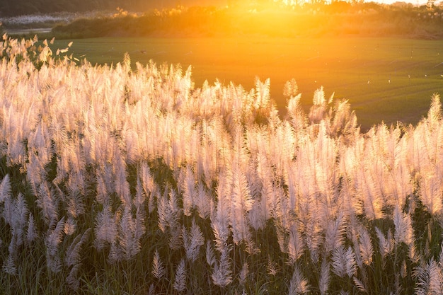 fountain grass In the sunlight.