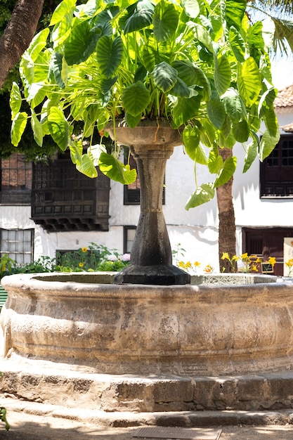 La fontana nella piazza della città vecchia di icod de los vinos sull'isola di tenerife.spain