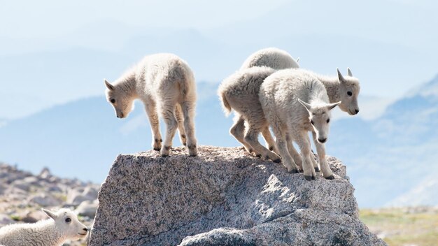 Four baby mountain goats on the top of rock.